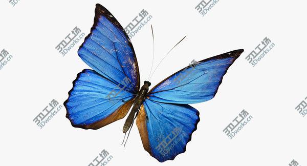 images/goods_img/20210312/3D Blue Morpho Butterfly model/5.jpg